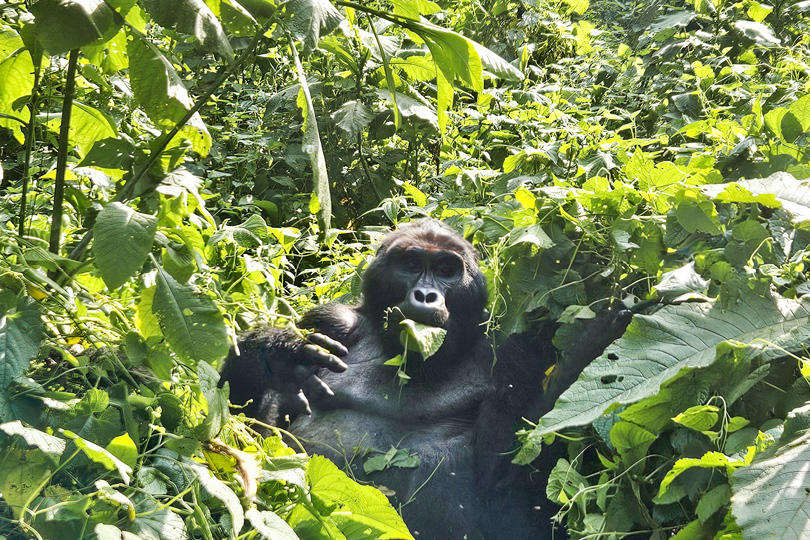 Mountain gorilla feeding in Uganda's Bwindi forest